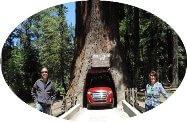 Drive-Thru sequoias redwoods tree in redwood national park tours